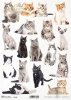 koty*cats*Katzen*gatos